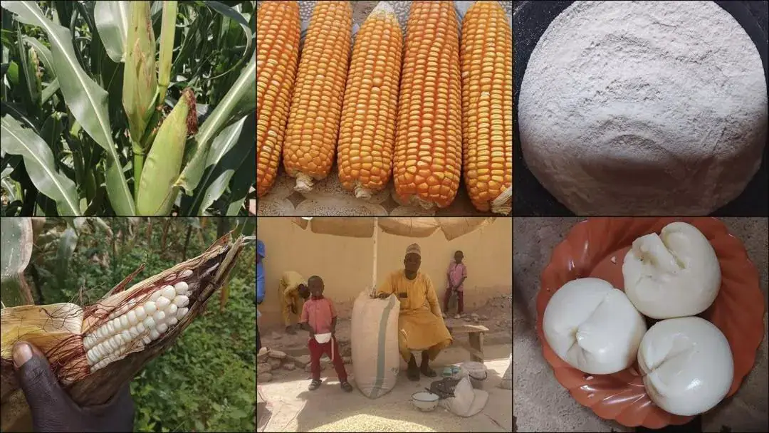Tracing TELA Maize from Farms to Dinner Tables in Nigeria