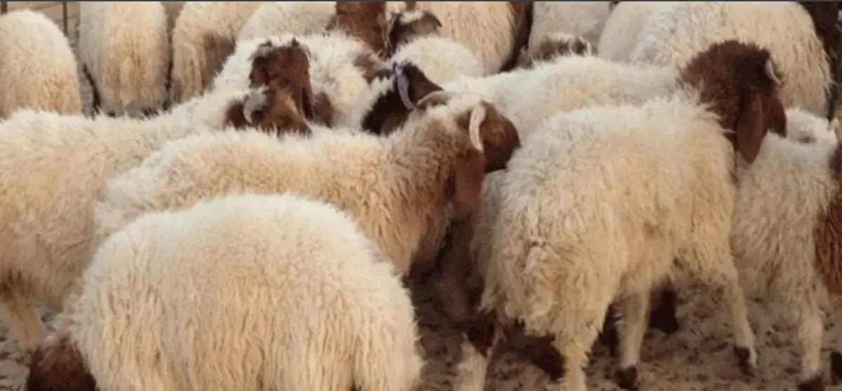 Tunisian Government Prepares for Aïd al-Adha 2027, but Sheep Prices Remain Unannounced