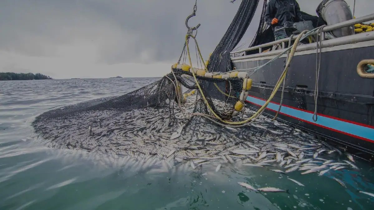 Russia Aims to Increase Fish Catch in Moroccan Waters to 100,000 Tons