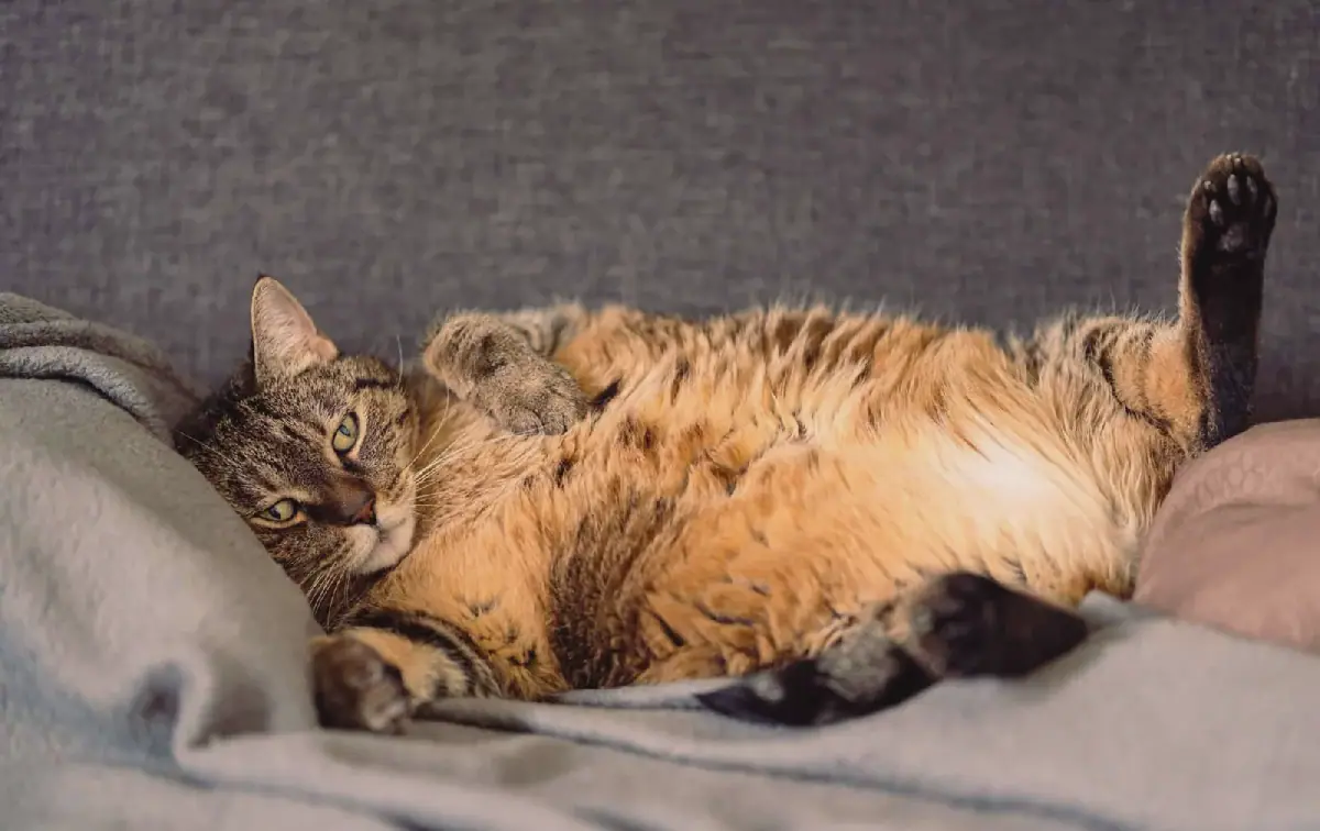 Pet owners urged to prioritise nutrition in managing pet obesity