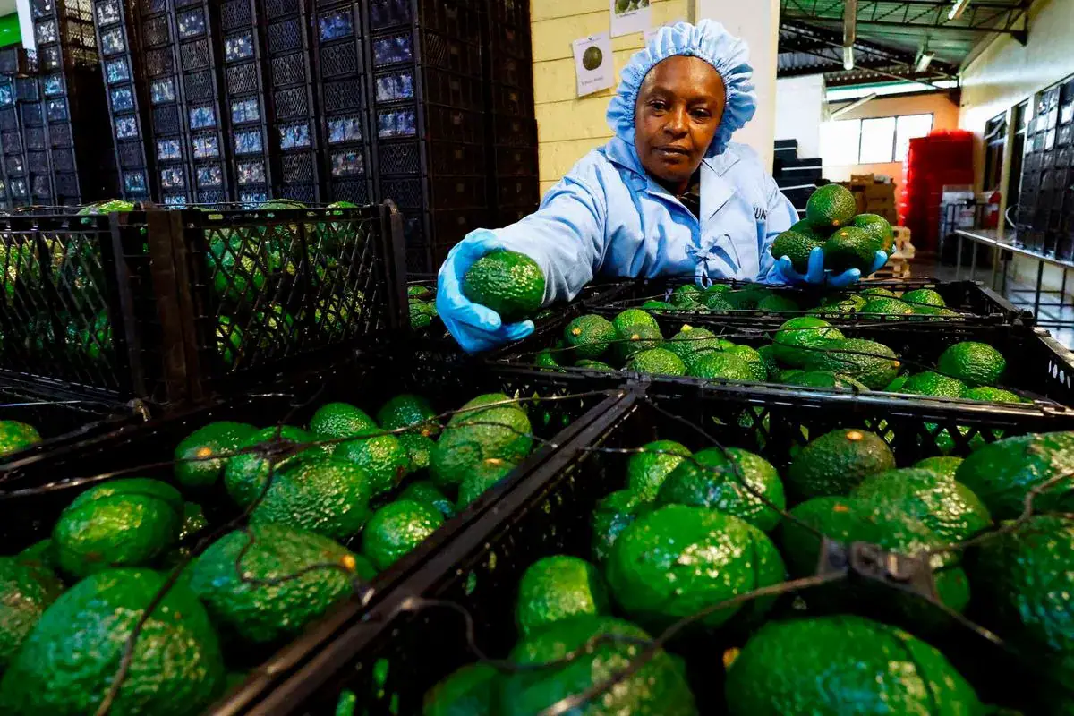 Kenya Imposes Ban on Avocado Shipping by Sea
