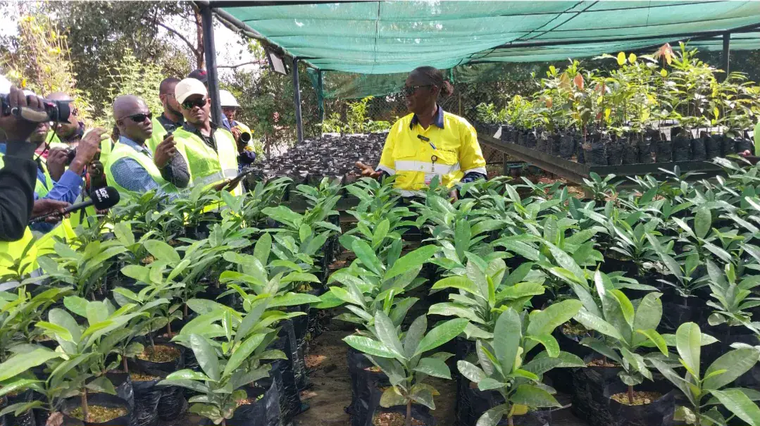 Rio Tinto Leads Biodiversity Restoration Efforts in Guinea's Simandou Region