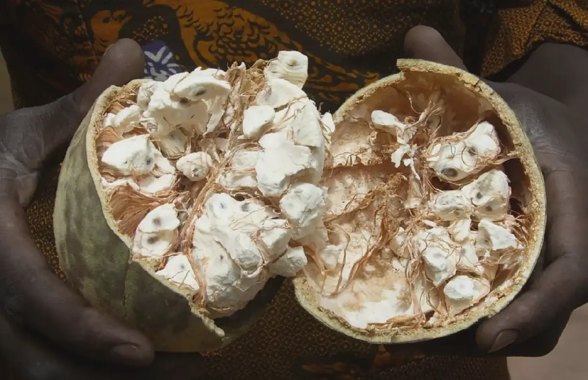 Les atouts nutritionnels du fruit du baobab, un trésor africain