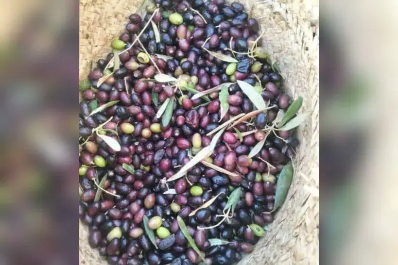 Olive Harvesting Season Kicks Off in Tunisia's Manouba