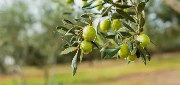 Olive Harvesting and Processing Season to Begin in Banzart, Tunisia