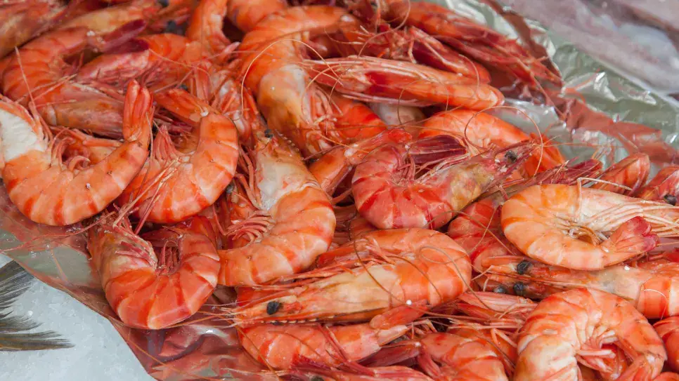 Tunisia Secures Deal to Increase Deep-Sea Red Shrimp Quota in Mediterranean