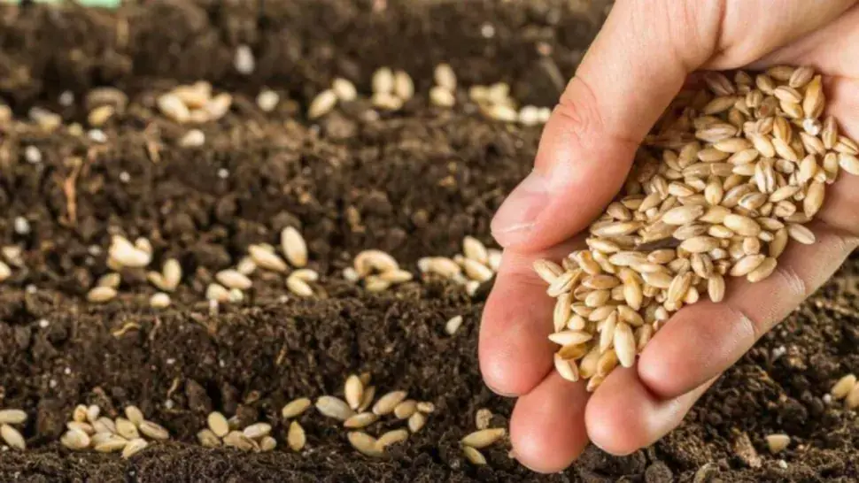 Significant Shortage of DAP Fertilizer Hits Tunisia's Bajah Region