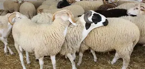 Tunisia Strengthens Health Vigilance and Animal Monitoring