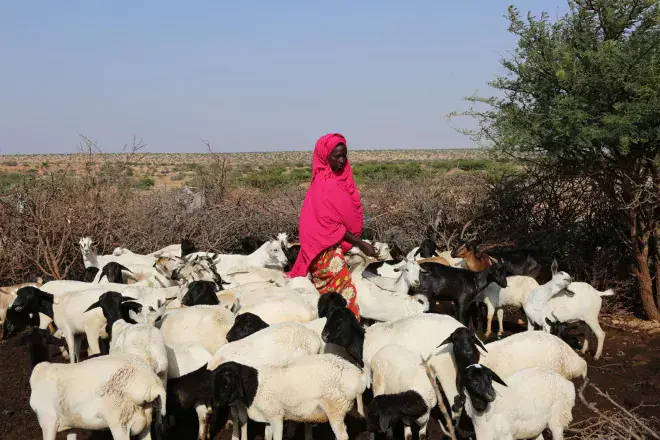 Somalia Faces Rising Rift Valley Fever Risk, Threatening Livestock Livelihoods