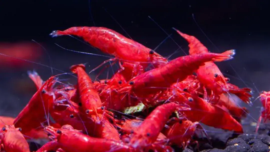 Tunisia Secures Increased Quota for Deep-Sea Red Shrimp in Mediterranean