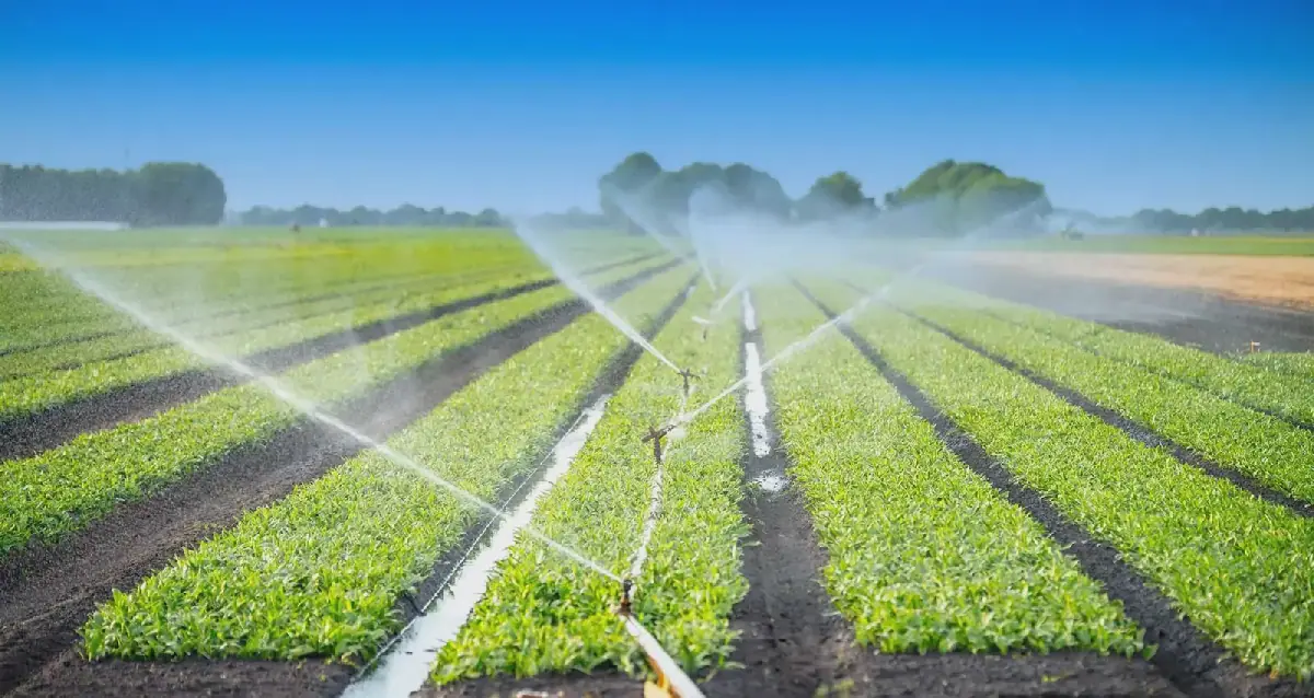 Arab Investment and Agricultural Development Institution Eyes New Projects in Tunisia