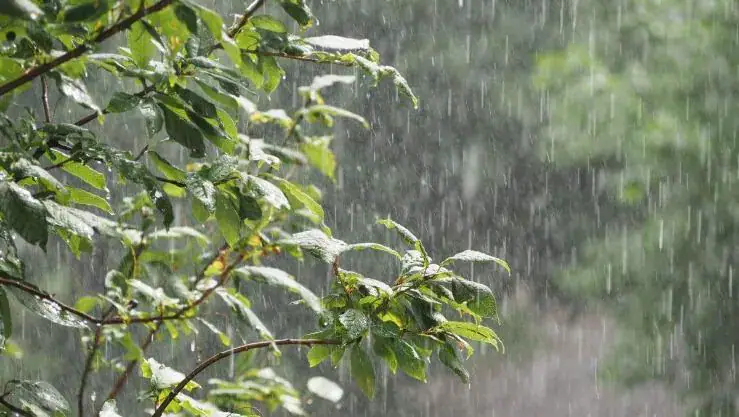 Heavy Rain and Thunderstorms Forecast Across Several Algerian Provinces