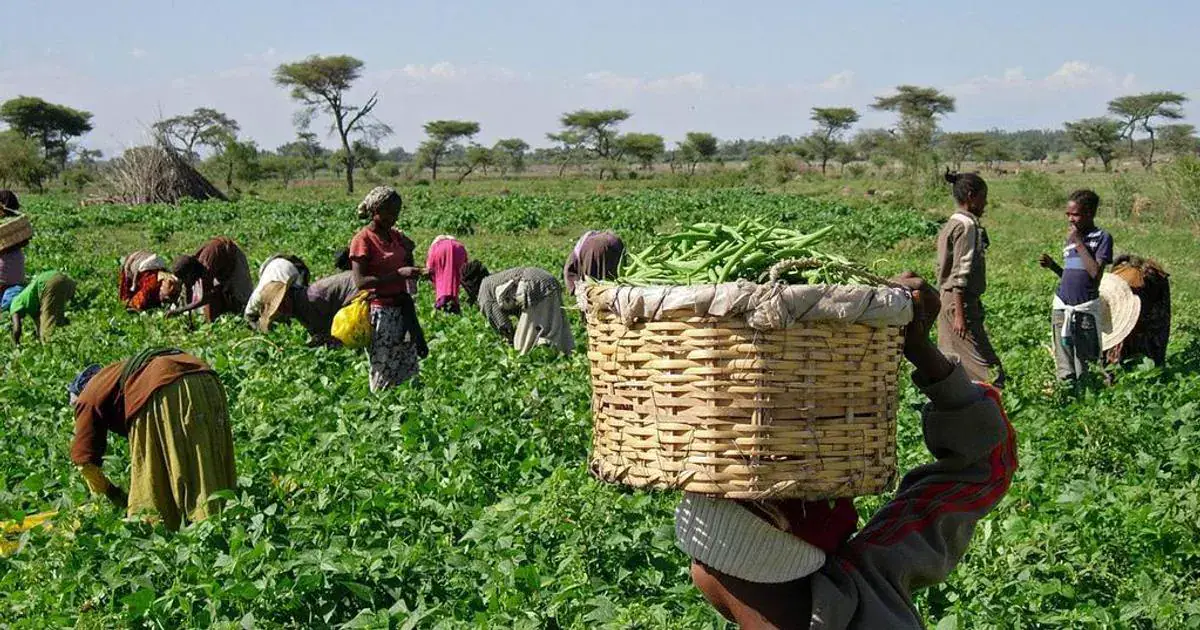 Agriculture in Nigeria [TheGuardianNigeria]