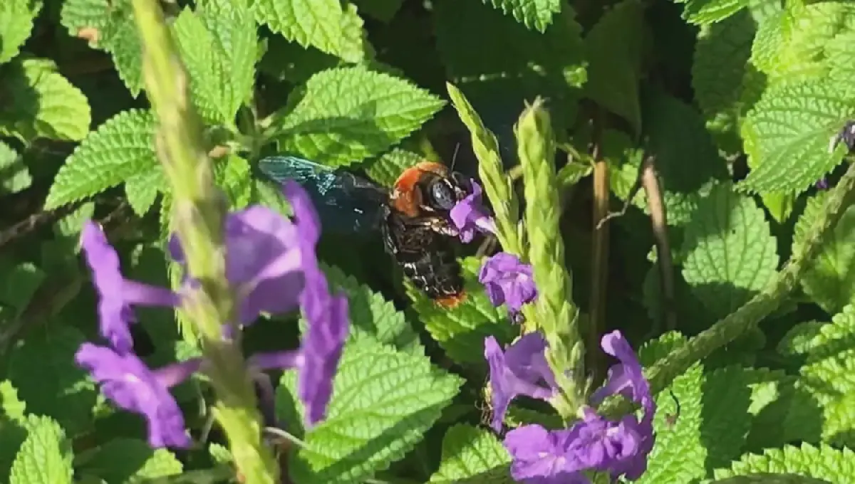 Climate, not latitude, shapes global pollination patterns, study finds