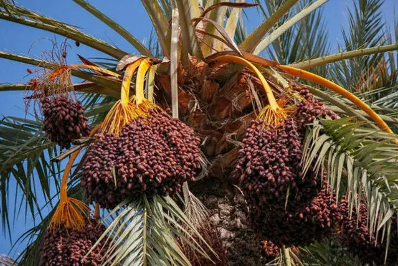 Investment and Innovation Key to Sustainable Date Palm Development in Morocco