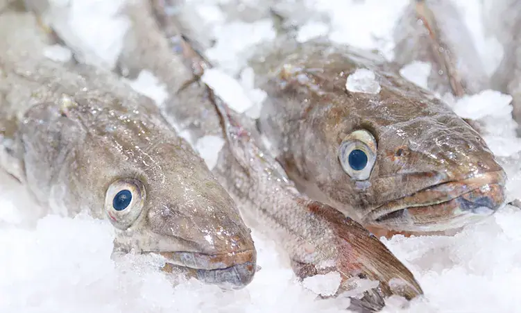Hake quota unannounced ahead of 1 November season
