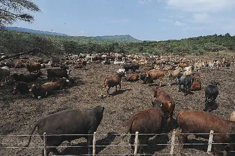 Cattle