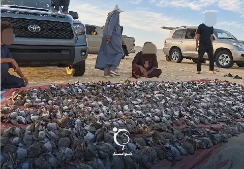 Libya Imposes Ban on Hunting Migratory Birds in 5 Southeastern Regions