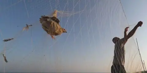 North Sinai Governor Approves Regulations for Quail and Migratory Bird Hunting