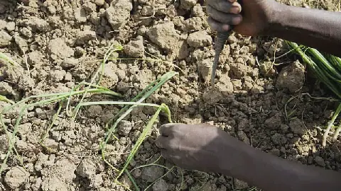 Nigeria's onion dispute with Ghana tests West African free trade