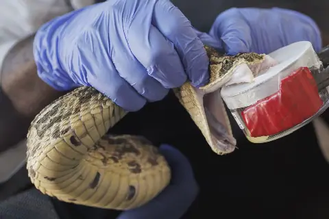 Snakebites claim more than 1,000 lives in Kenya every year, PS Muthoni says