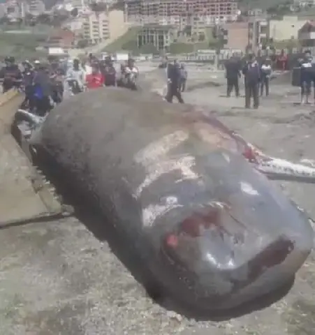 Four Whales Die Off Algerian Coast