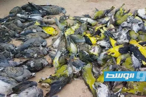 «التراث والحياة البرية» الليبية تقرر منع صيد الطيور المهاجرة في مناطق الجنوب الشرقي لموسمي 2027 و2028
