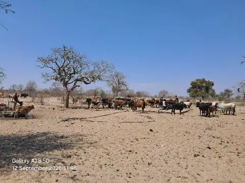 San Community Alleges Illegal Cattle Infringement on Water Resources
