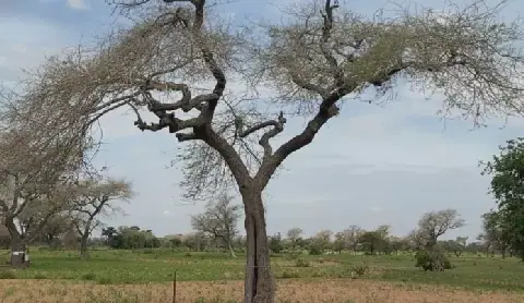 Sénégal : la disparition de l’arbre «Faidherbia albida», un risque pour les cultures