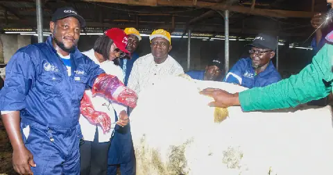 Kwara State Government Launches Cattle Artificial Insemination Programme