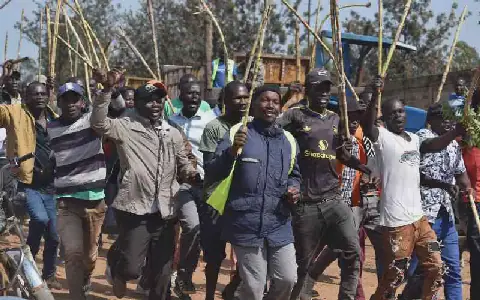 Farmers protest as Sukari Industry drivers' strike leaves sugarcane drying in farms