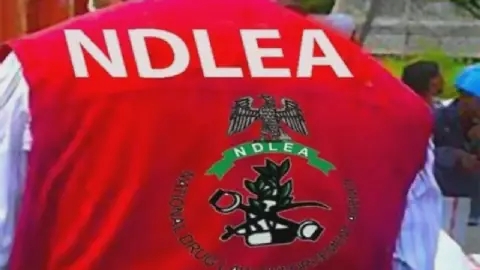 NDLEA intercepts N3.4bn worth of Loud, opioids, arrests suspects