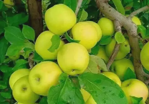 Algeria's Aflou and Laghouat Regions Yield Over 12,000 Quintals of Apples