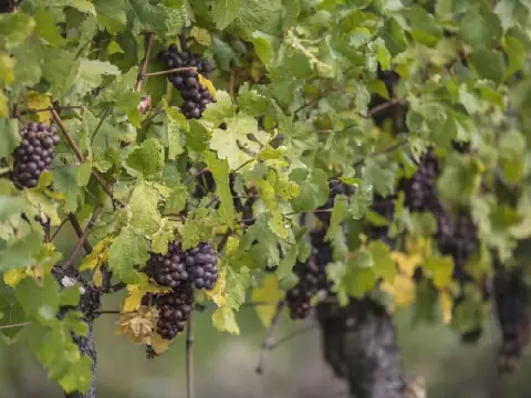 Algeria's Boumerdès struggles with struggling viticulture sector