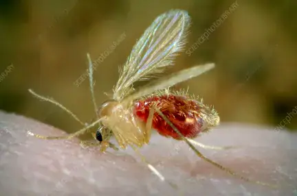 Kala-Azar Outbreak in North Darfur's Kutum Area