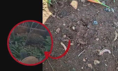 Video: Mookgophong residents on high alert after leopard attack