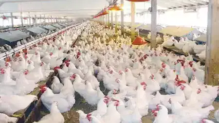 Egypt's Poultry Prices Stable on Monday, September 21, 2026