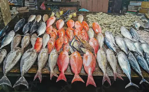 Egyptian Fish Prices Stable on Monday, September 21, 2026