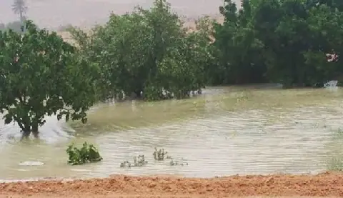 Rainfall Brings Hope to Farmers in Medenine, Tunisia