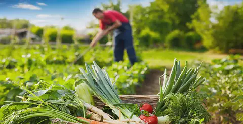 Tunisia's Agricultural Investment Agency Opens Financing Applications for Projects in Three Governorates