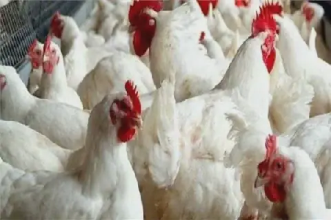 Egyptian Poultry Sector Faces Challenges Amid Investor Exodus