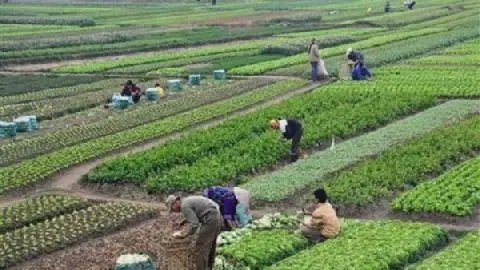 Egyptian Agricultural Research Faces Crisis Amidst Stagnant Appointments