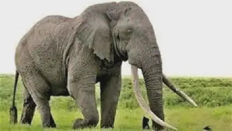 Interpretation of Seeing an Elephant in a Dream and Its Relation to Achieving Significant Financial Gains