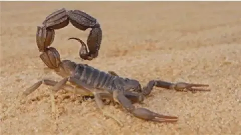 Interpretation of Dreams About Killing Scorpions