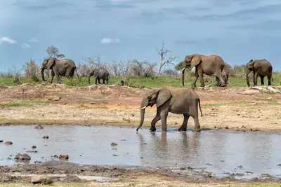 A new study co-authored by a University of Pretoria conservation scientist argues that widely cited claims of catastrophic global wildlife decline may overstate biodiversity loss in Africa