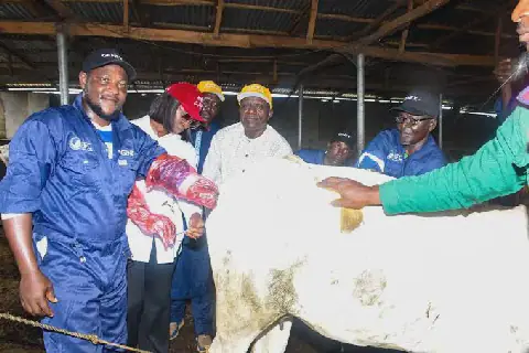 Kwara State Launches Artificial Insemination Program for Cattle