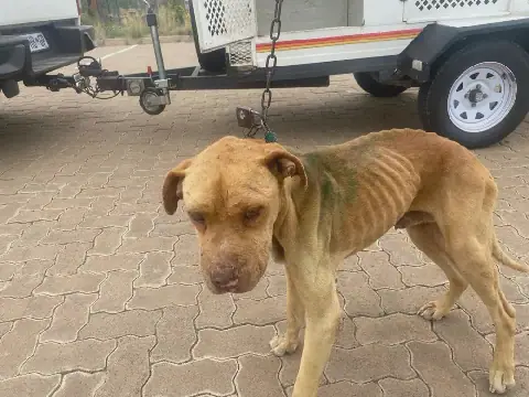 NSPCA criticises suspended sentences in Britstown dog-cruelty case