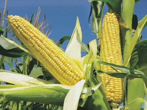 Egypt's Animal Feed Prices Fluctuate on Monday, September 21, 2026