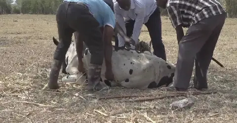 Dry Spell Devastates Kasese Farmers