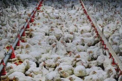 Sudan's poultry sector faces new challenges as feed costs surge